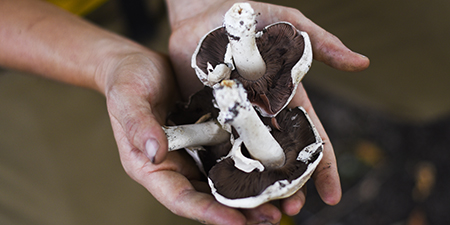 pair of hands holding mushrooms