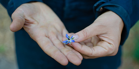 A pair of hands holding an herb blossom