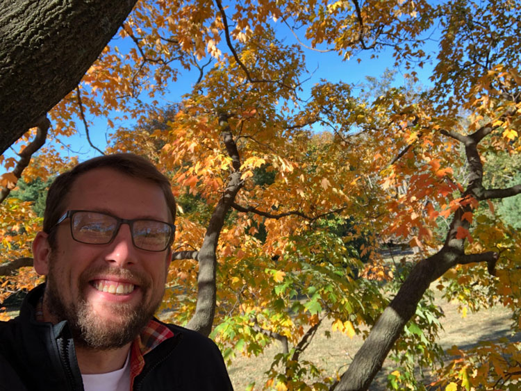 Sam sitting in a tree with yellow and orange leaves.