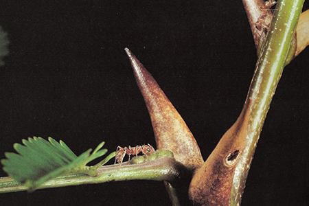 acacia ant atop bullhorn acacia